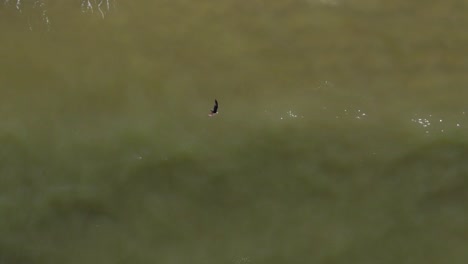 Luftaufnahme-Eines-Fischadler-Raubvogels,-Der-über-Brandungswasser-In-Florida-Fliegt