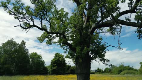 Imágenes-De-Naturaleza-Cinematográfica-De-4k-De-Un-Dron-Girando-Alrededor-De-Un-árbol-En-Medio-De-Un-Campo-En-Normandía,-Francia-En-Un-Día-Soleado