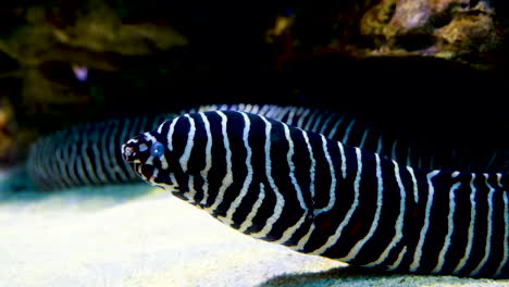 Eye-catching-black-and-white-striped-Zebra-moray-eel