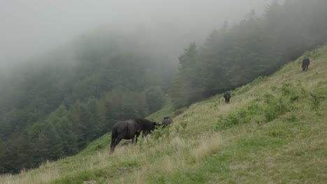 Free-horses-standing-next-to-the-fog-on-a-mountain-hill-and-eating-grass