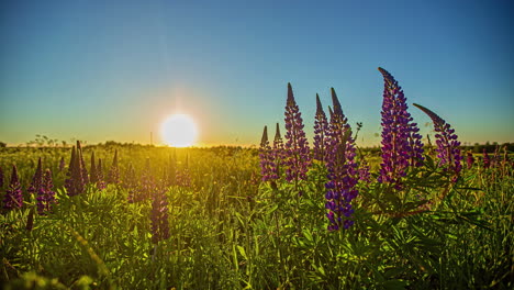 Large-leaved-Lupine-Blooming-On-Green-Fields-During-Sunset
