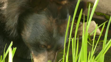 Close-up-shot-of-wild-black-bear-feeding-on-blades-of-grass-on-riverbanks