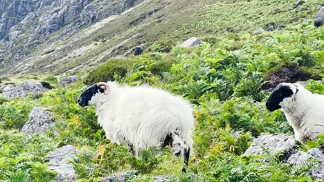 A-herd-of-mountain-ram-sheep-with-horns-grazes-on-grass-in-a-strong-wind