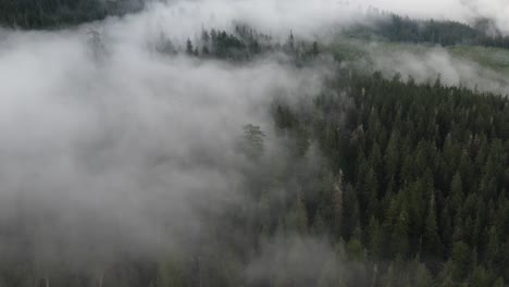 An-old-growth-forest-with-low-lying-fog