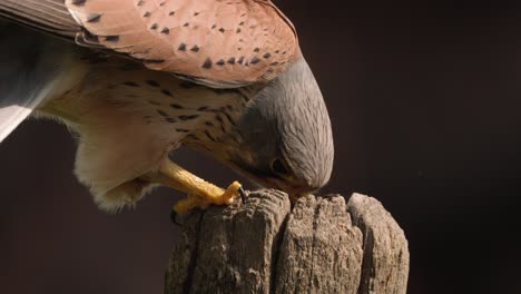 Extreme-close-up-of-a-male-common-kestrel-perched-on-a-small-tree-trunk-and-feeding-off-his-prey-that's-inside-the-wood