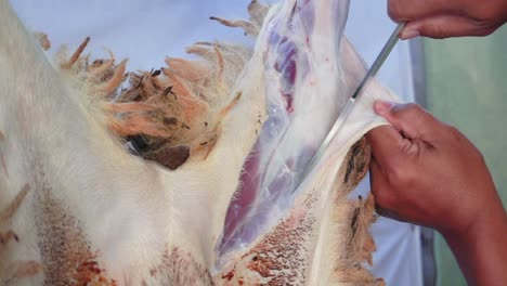 The-process-of-removing-the-lamb-skin,-slaughter-process,-skinning-sheep-animals