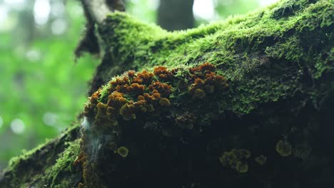 mossy-trunk-of-a-tree-with-mushrooms-in-Bialowieza-forest-Poland