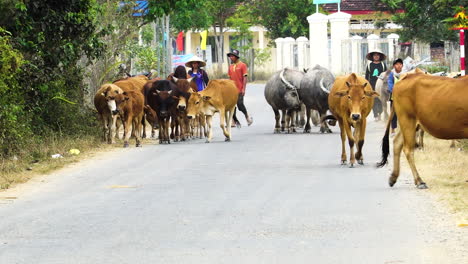 Livestock-being-herded-down-rural-village-in-Vietnam-countryside