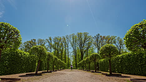 A-row-of-sculpted-trees-in-a-botanical-garden-along-a-path-with-a-young-woman-walking---time-lapse