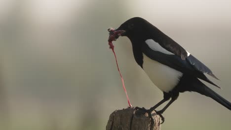 Close-up-of-a-black-and-white-magpie-perched-on-a-piece-of-wood-as-it-eats-it's-prey-from-the-inside