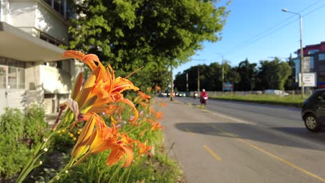 Orange-flowers-on-the-roadside