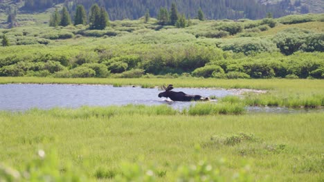 Moose-Walking-into-a-Lake-|-Mount-Bierstadt,-Colorado