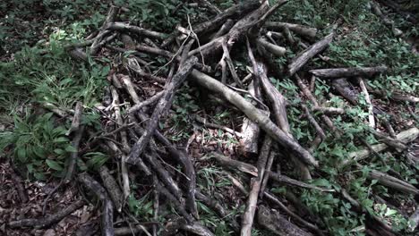 Pile-of-branches-from-falling-trees-collected-by-boy-scouts-during-scout-training