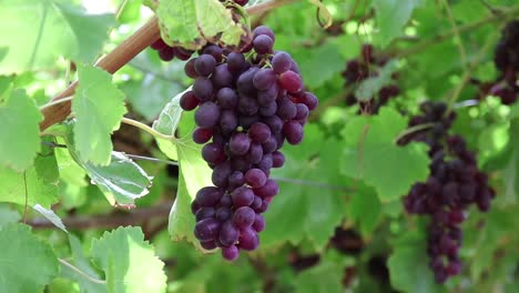 ripe-grapes-at-the-farm-in-autumn
