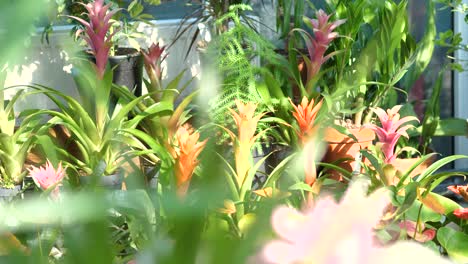Blumen-Und-Pflanzen-In-Einem-Großen-Gartenladen-4k