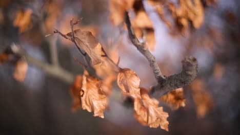 Colorful-leaves-in-the-winter-Location:-Normafa,-Budapest,-Hungary-Recorded-with-a-canon-6D,-Leica-50mm-1