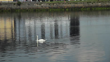 Cisne-Blanco-Nadando-En-Agua-De-Mar-Durante-La-Marea-Baja