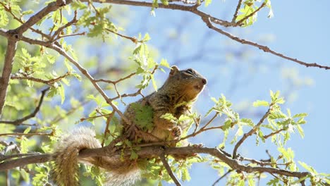 Ultra-slow-motion-shot-of-rock-squirrel-chewing-tree-buds