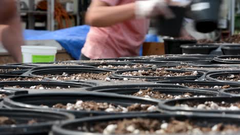 Lining-up-rows-of-flower-pots-with-potted-soil-and-no-flowers