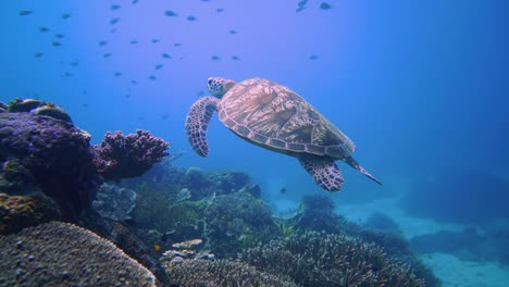 Schwimmende-Grüne-Schildkröte-über-Korallengärten