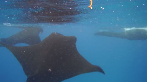 Many-mantarays-have-gathered-close-to-the-surface-to-feed-on-plankton