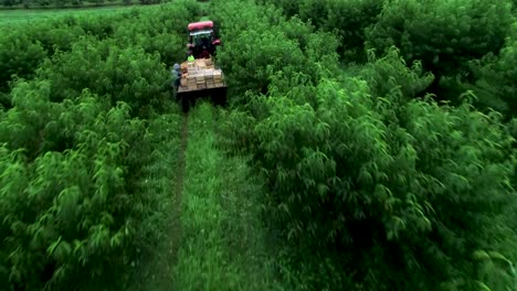 Fast-low-aerial-approach-through-peach-trees-to-a-tractor-with-flatbed-of-freshly-picked-peaches-in-an-orchard