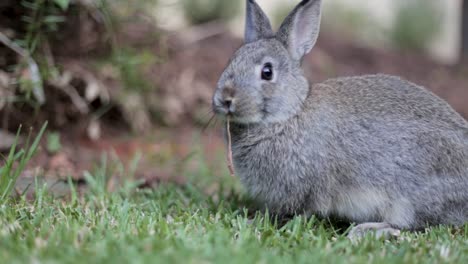 A-pet-rabbit-is-feeding-outside-on-the-lawn