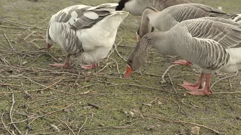 Hungry-geese-foraging-for-food