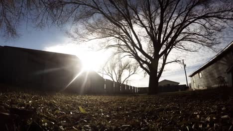 TIME-LAPSE---Tree-in-a-yard-full-on-leafs-on-the-ground-as-the-clouds-float-by-in-the-background