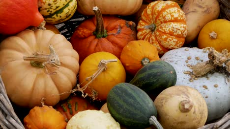 Pumpkin-and-Gourd-Variety-Autumn-Display