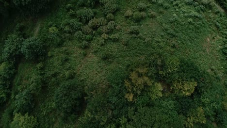 Top-down-aerial-tracking-over-ancient-country-hedge-trees-amongst-green-pasture-fields