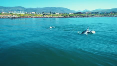 Aerial-of-dolphins-swimming-in-calm-ocean-water-with-coastline-and-houses-in-background