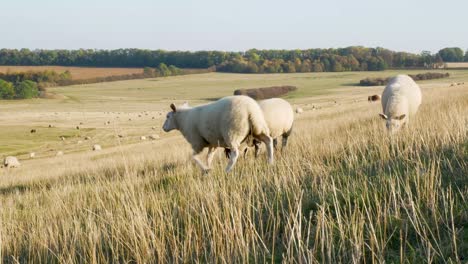 Close-Up-of-Sheep-Grazing-in-a-Field