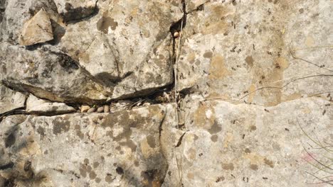 Close-up-on-a-colony-of-many-ants-walking-around-and-exploring-the-rocks-around-their-nest-on-a-sunny-day