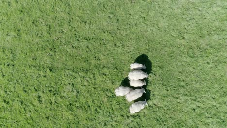 Top-down-angled-aerial-tracking-forward-over-a-group-of-sheep-with-one-grazing-on-its-own-to-begin-with