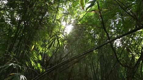 árboles-De-Bambú-Y-Amanecer