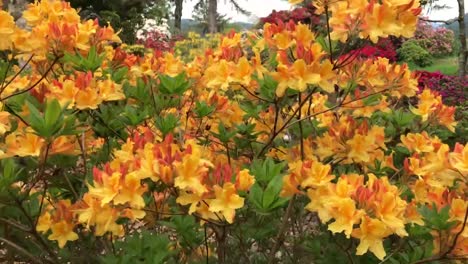 Moviéndose-Alrededor-De-Un-Hermoso-Arbusto-Rododendro-Amarillo-Y-Naranja-Cubierto-De-Flores