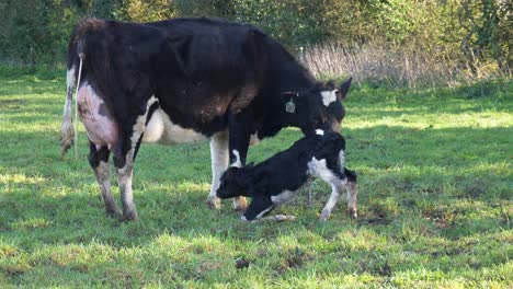 New-born-baby-calf-falling-over-whilst-being-cleaned-by-mother