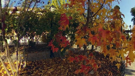 Magnificent-autumn-colors
