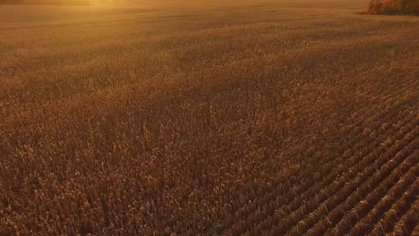 Wunderschönes-Goldenes-Maisfeld-Bei-Sonnenuntergang-In-Kanada