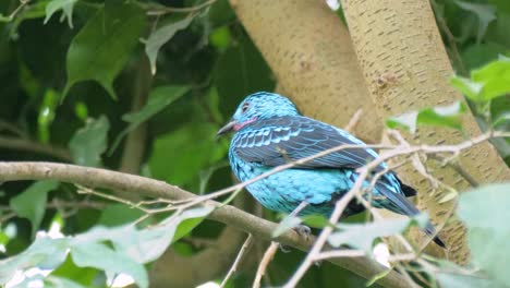 Close-up-shot-of-beautiful-blue-male-spangled-cotinga-looking-around