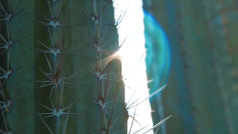 Close-up-on-cactus-areole-spines-with-sun-lens-flare