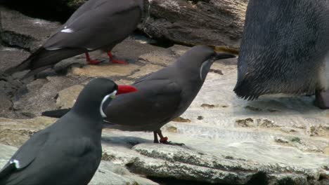 Male-and-female-Inca-tern-on-rock-shore,-close-up-shot