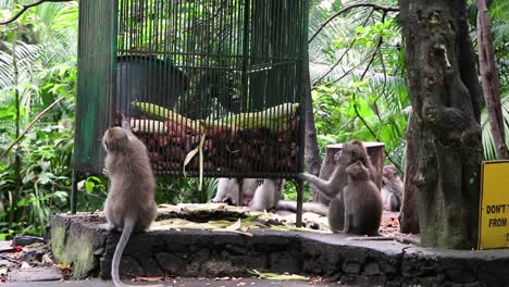 Clip-of-two-long-tailed-Macaque-Balinese-monkeys-trying-to-get-food-from-a-locked-cage-of-food-containing-corn-and-sweet-potatoes-in-Monkey-Forest-Ubud-Bali