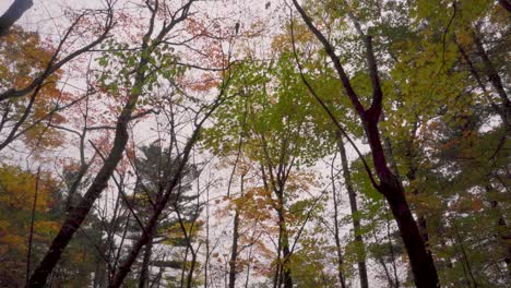 Langsam-Absinkende-Aufnahme-Unter-Einem-Wald-Mit-Herbstlich-Gefärbten-Blättern-Zu-Einem-Blick-Auf-Eine-Kurve-Auf-Einem-Bretterweg-Auf-Dem-Waldweg,-Bevor-Es-Zu-Einem-See-Hinabfällt
