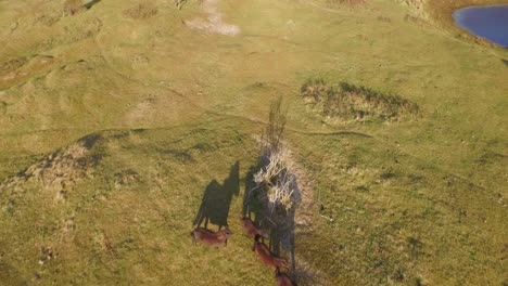 Aerial:-The-dune-nature-reserve-of-Oostkapelle-with-grazing-ponies