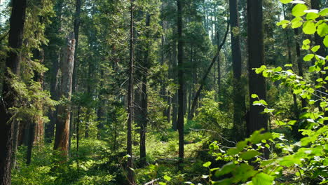Waldlandschaft-Im-Calaveras-Big-Trees-State-Park