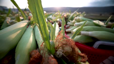 Closeup-of-freshly-picked-corn-with-the-sun-rising-in-the-background