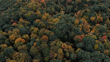 Drohnenflug-über-Herbstwald-In-Kanada