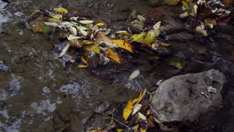 Small-gentle-river-flowing-past-a-rock,-autumn-leaves-on-the-surface